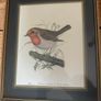 Vintage bird prints by the British wildlife artist David Andrews Image 4