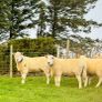 Cheviot Rams Image 6