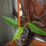 Monstera Obliqua Colombia Image 6