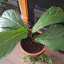 Fiddle leaf fig Image 3