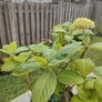Hydrangea macrophylla Image 2