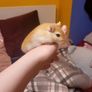 gerbils with cage Image 10