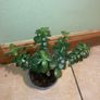 Jade plant/Money plant for sale Image 2