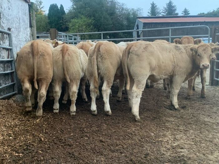 20 super u nd e grade heifers