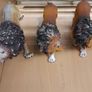 Lions collection Image 3