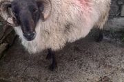 Mayo Hill Ram.
