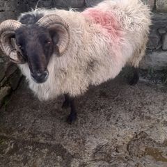 Mayo Hill Ram.