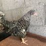 Chicks Image 5