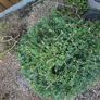 Plant Image 3