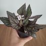 Begonia Arctic Breeze plant Image 2