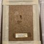 Framed Roisin O Shea Print 1991 Henrietta Street Dublin Image 3