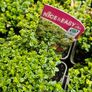 Herbs, Lavender, Strawberry Plants Image 4