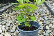 Small red gooseberry plant
