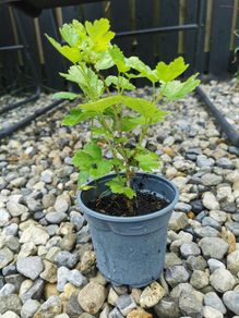 Small red gooseberry plant