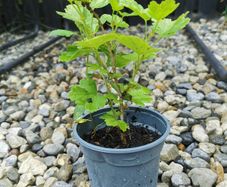 Small red gooseberry plant