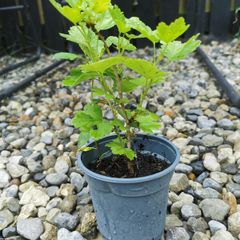 Small red gooseberry plant