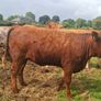 Springers Image 9
