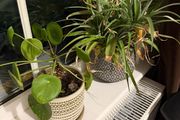 Plants for sale