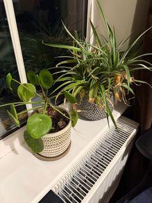 Plants for sale