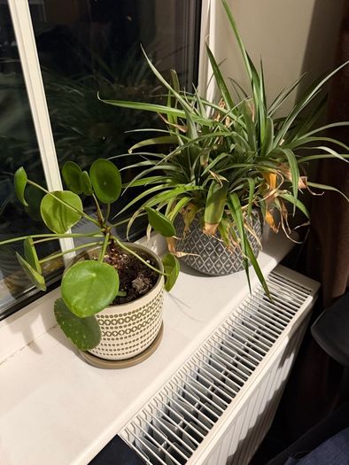 Plants for sale