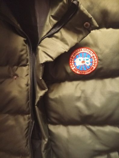 canada goose