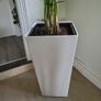 Kentia planter Image 3
