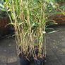 Bamboos plants for Evergreen Privacy hedge. Image 6