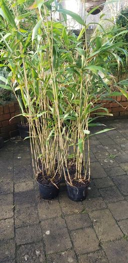 Bamboos plants for Evergreen Privacy hedge.