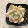 Succulents Image 6