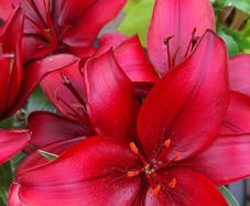 Asiatic Lily in a pot