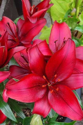 Asiatic Lily in a pot