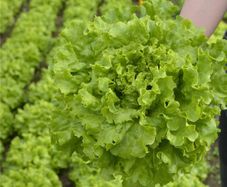 (L) Lettuce Myrtel seeds 15s (125203)
