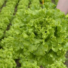 (L) Lettuce Myrtel seeds 15s (125203)