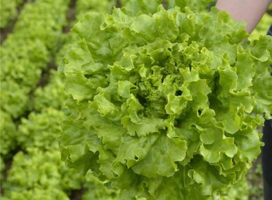 (L) Lettuce Myrtel seeds 15s (125203)