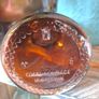Vintage apothecary jar Image 2