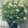 plants Image 3