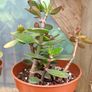 2 Jade Plants Image 3