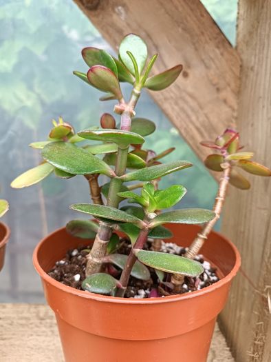 2 Jade Plants