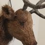 wall mount deer head Image 7