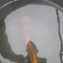 koi fish Image 3