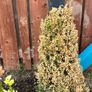 Plants Image 5
