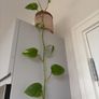 plant Image 3