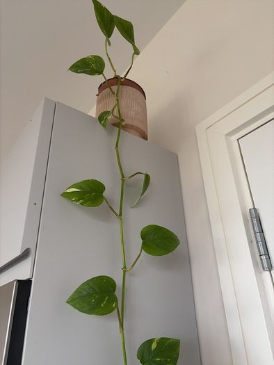 plant