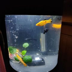Molly fish