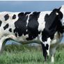 Bostonia Livestock Breeding Females Image 7