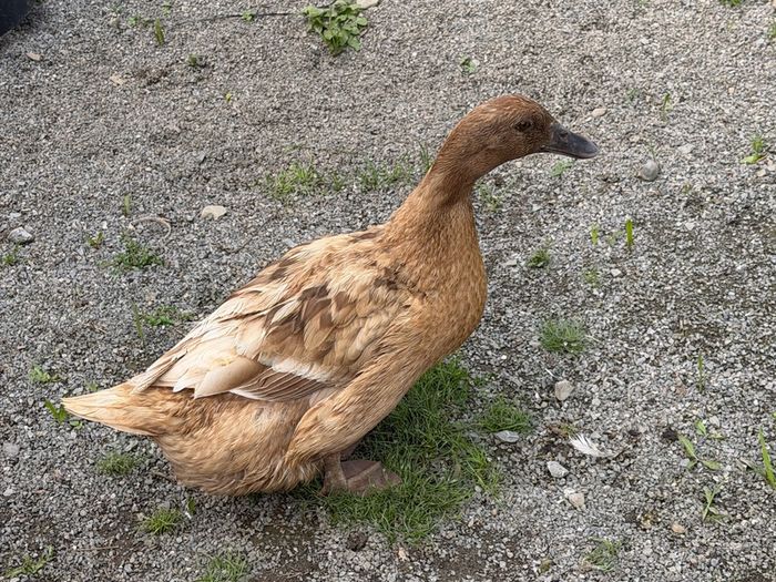 ducks