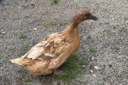 ducks