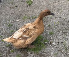 ducks