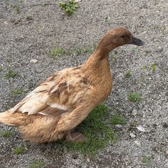 ducks