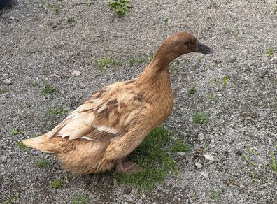 ducks